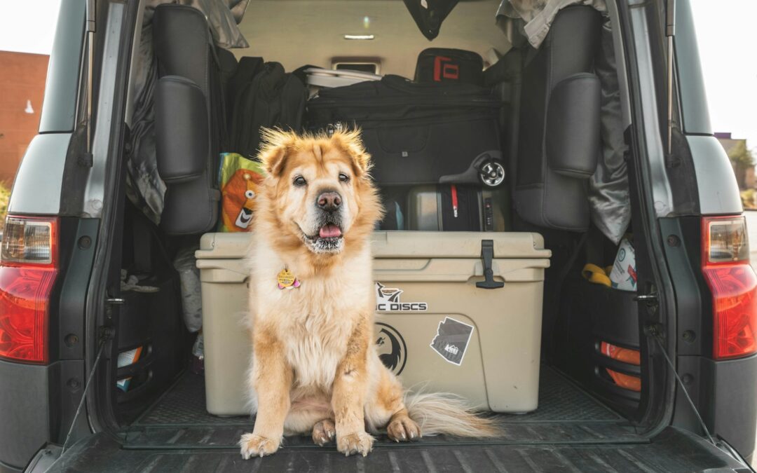 Ultimate Guide to Cleaning and Organizing Your Car Trunk
