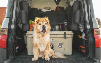 Ultimate Guide to Cleaning and Organizing Your Car Trunk