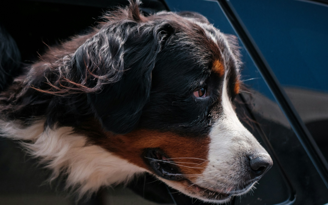 How to Get Dog Hair Out of Car Interiors: Tips from Frederick Auto Detailing Pros