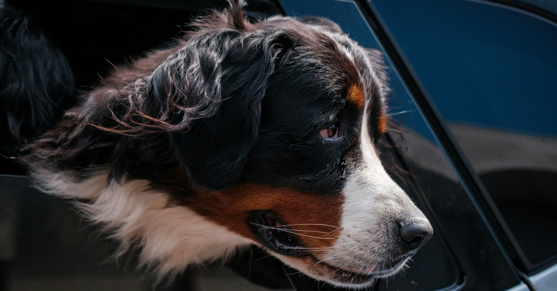 how to get dog hair out of car how to get dog hair out of car