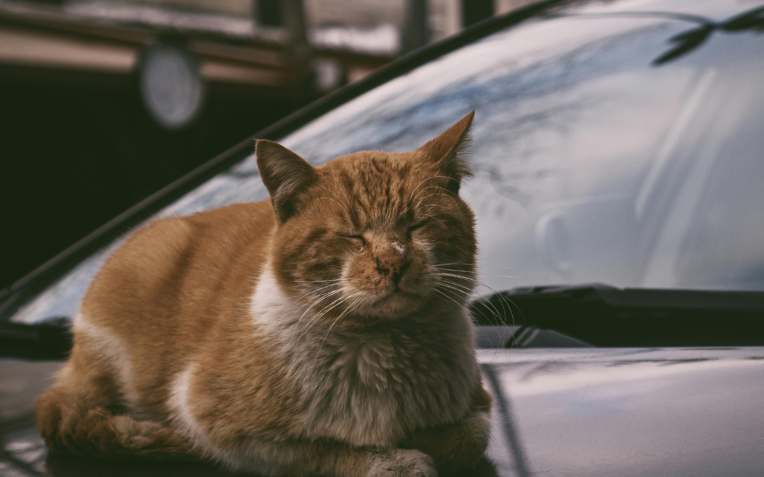 Scratch Remover for Cars: What Works and When Frederick Drivers Need Detailing