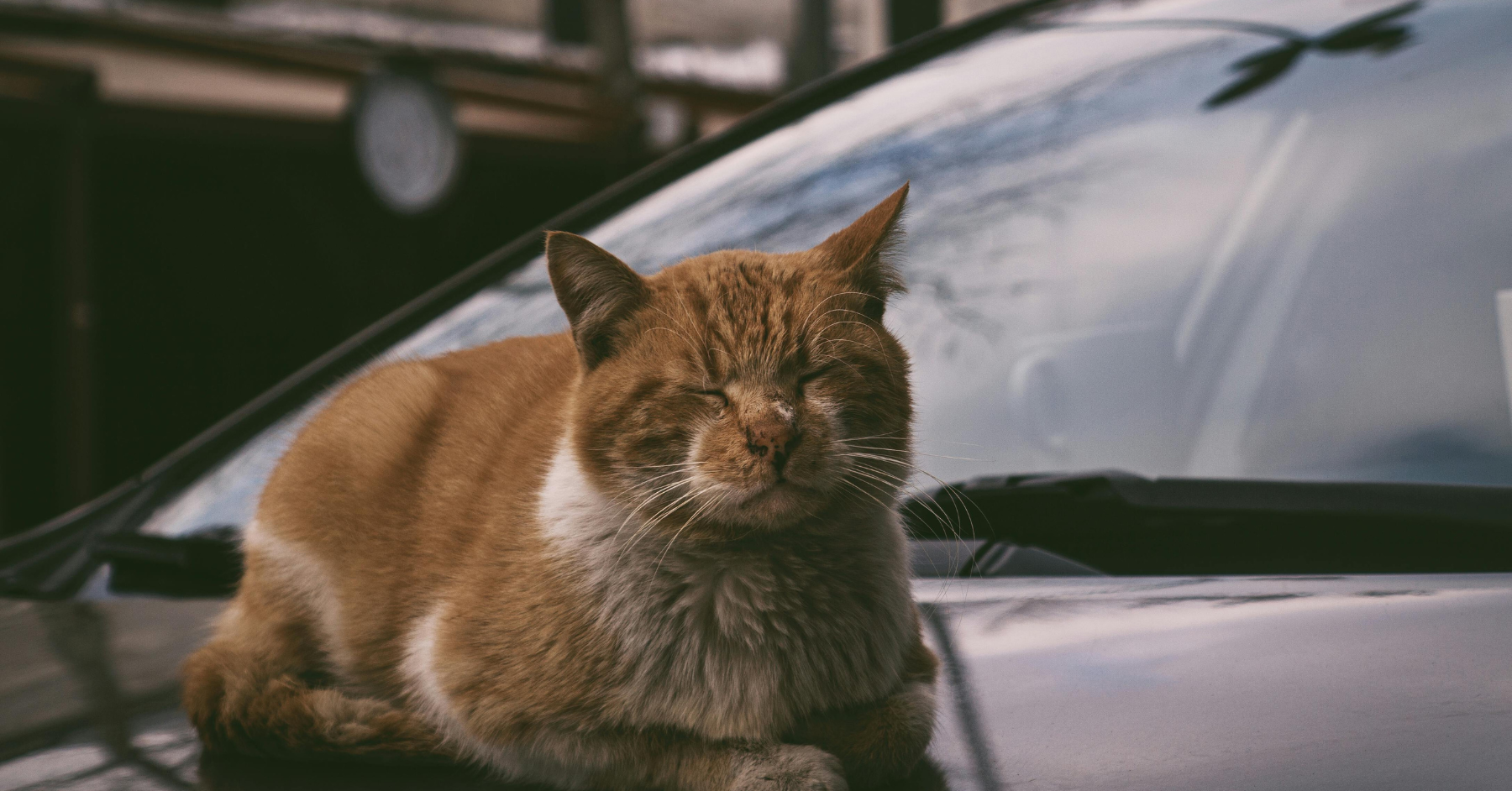 scratch remover for cars