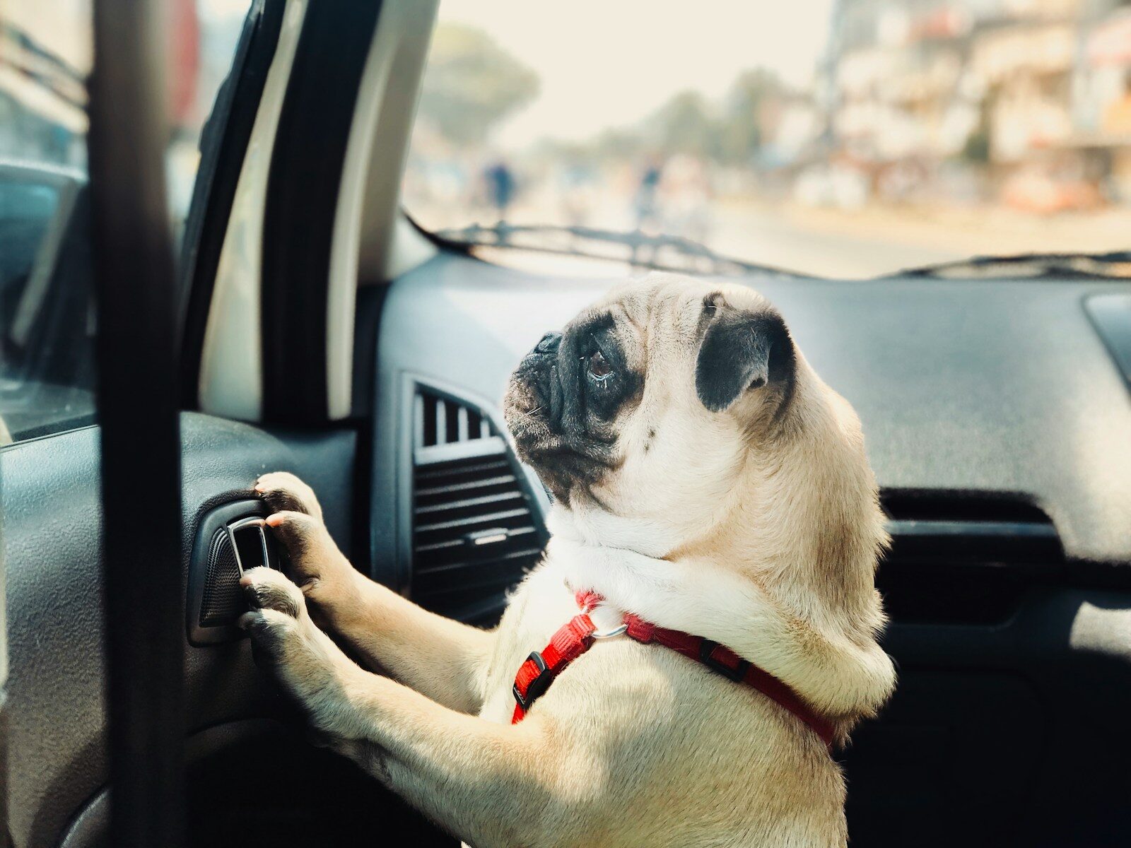 Photo by Anand Thakur fawn pug inside vehicle