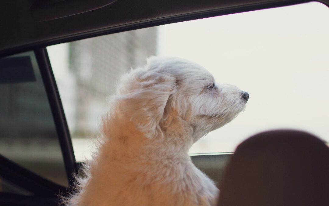 The Best Ways to Learn How to Get Dog Hair Out of Car Interior