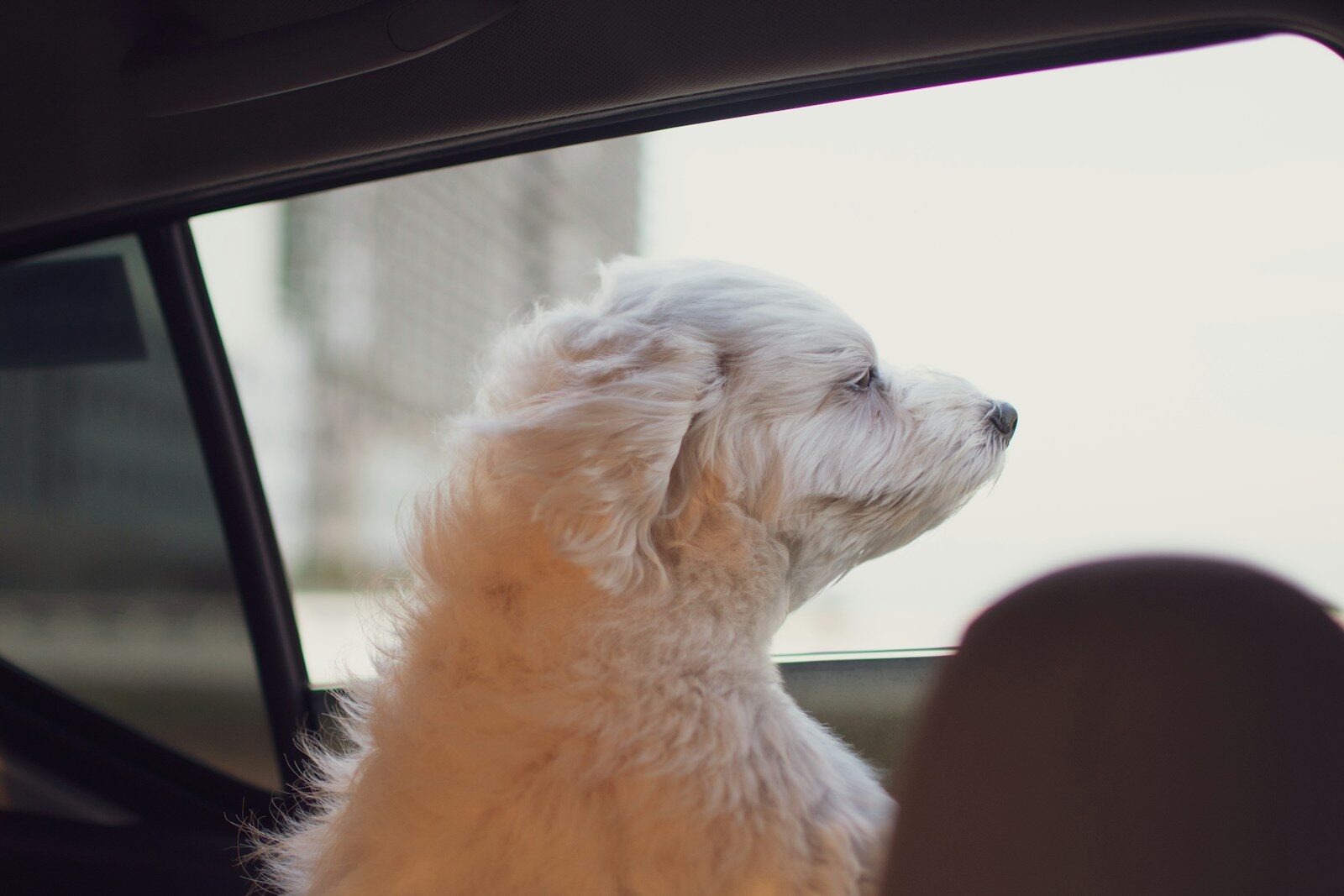 a small white dog sitting in the passenger seat of a car
